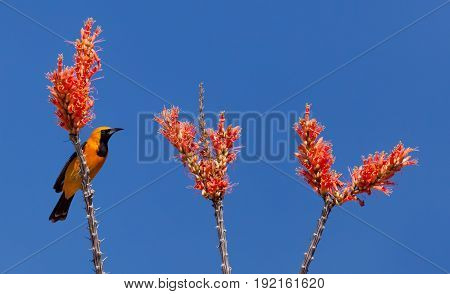 Ocotillo flowers and branches with yellow and black Oriole Bird