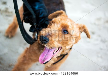 Welsh terrier dog enjoys life on the sea sand on a leash