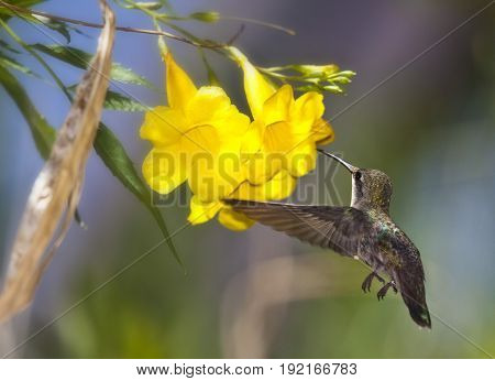 Hummingbird on Branch with Blue and Green Background