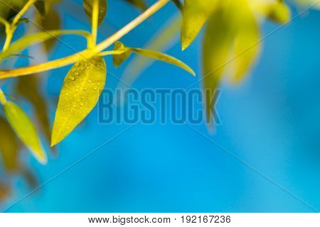 Pattern of leaves on a blue background with drops of dew