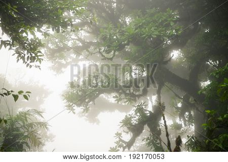 Lush foggy rainforest La Fortuna Costa Rica