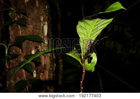 Long legged centipede under leaf at night in rainforest