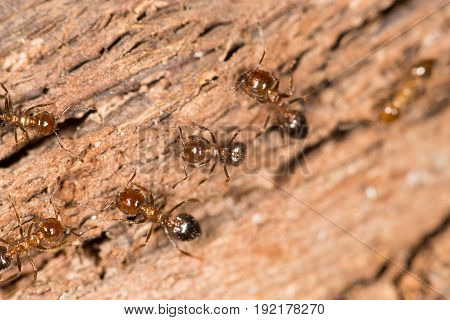 ants on wood. close up . A photo