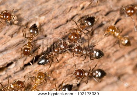 ants on wood. close up . A photo