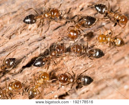 ants on wood. close up . A photo