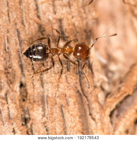 ants on wood. close up . A photo