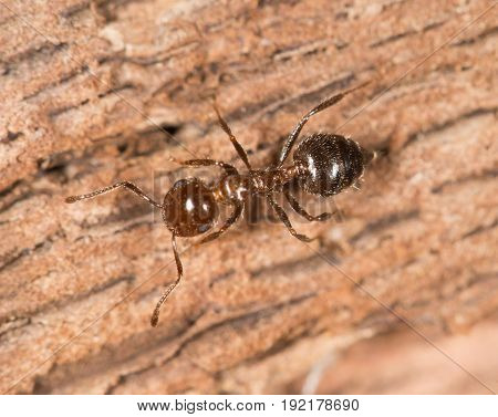 ants on wood. close up . A photo