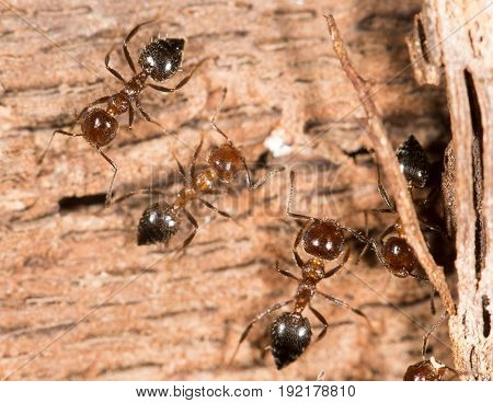 ants on wood. close up . A photo