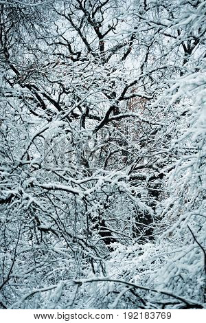 Snow-covered trees plants forest in winter filter, effect. Natural winter Christmas New Year background. Woodland snow under.