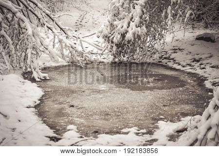 Snow-covered trees plants forest in winter filter, effect. Natural winter Christmas New Year background. Woodland snow under.