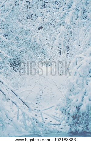 Snow-covered trees plants forest in winter filter, effect. Natural winter Christmas New Year background. Woodland snow under.