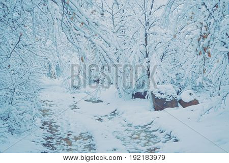 Snow-covered trees plants forest in winter filter, effect. Natural winter Christmas New Year background. Woodland snow under.