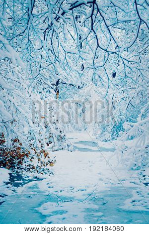 Snow-covered trees plants forest in winter filter, effect. Natural winter Christmas New Year background. Woodland snow under.