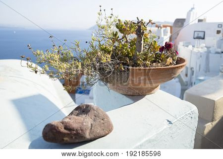 Plower Pot At Oia, Greece