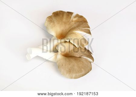 Indian Oyster, Phoenix Mushroom, Lung Oyster on wooden background