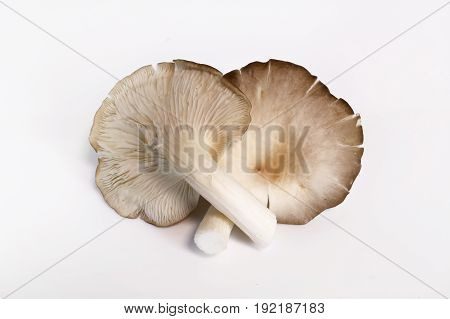 Indian Oyster, Phoenix Mushroom, Lung Oyster on wooden background