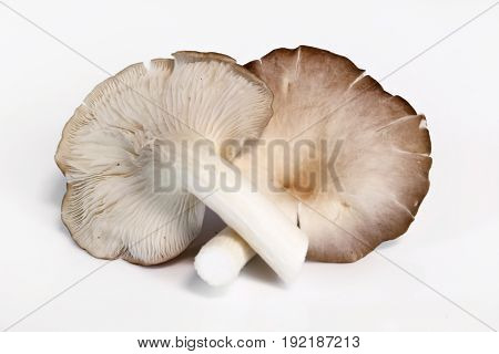 Indian Oyster, Phoenix Mushroom, Lung Oyster on wooden background