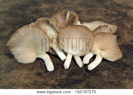 Indian Oyster, Phoenix Mushroom, Lung Oyster on wooden background