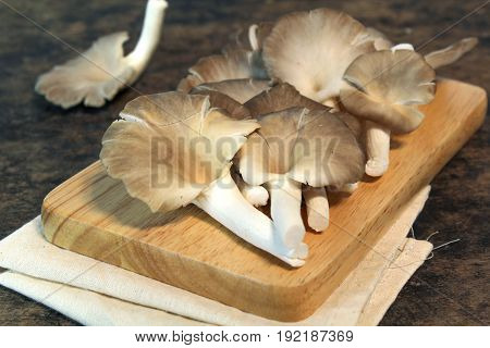 Indian Oyster, Phoenix Mushroom, Lung Oyster on wooden background
