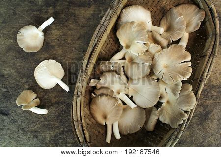 Indian Oyster, Phoenix Mushroom, Lung Oyster on wooden background