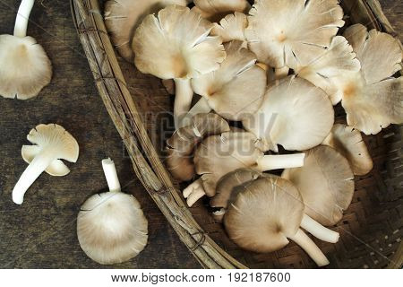 Indian Oyster, Phoenix Mushroom, Lung Oyster on wooden background