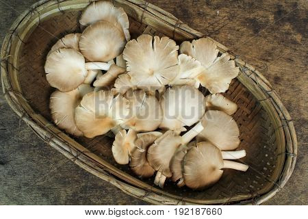 Indian Oyster, Phoenix Mushroom, Lung Oyster on wooden background