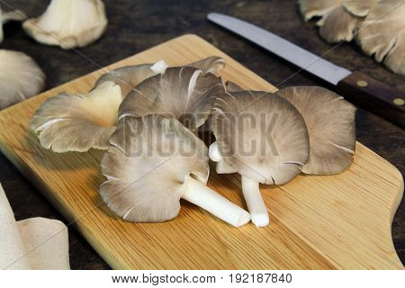 Indian Oyster, Phoenix Mushroom, Lung Oyster on wooden background