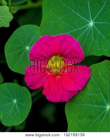nasturtium . Nasturtium edible flower. Nasturtium flowers