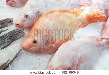 Frozen Nile Tiapia on ice in the tray