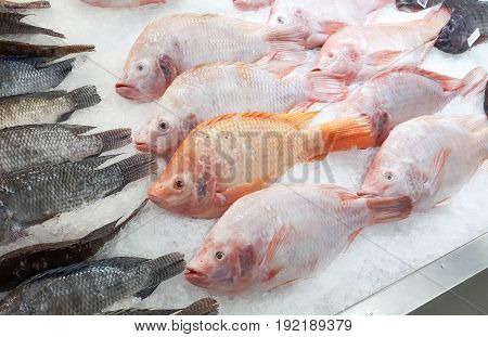 Frozen Nile Tiapia on the tray in department store
