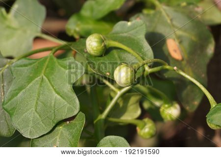 fresh green Solanum trilobatum fruit in nature garden