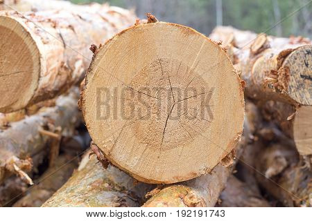 Cut pine. Logging. Annual rings on the cut pine. Logs saw. Sawmill. Cut pine. Logging. Wall log wood