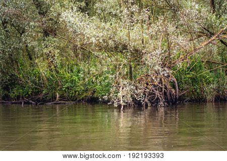 Overhanging roots and branches of willow trees in a wild freshwater tidal area in the Netherlands. This special area De BIesbosch has the status of a National Park.