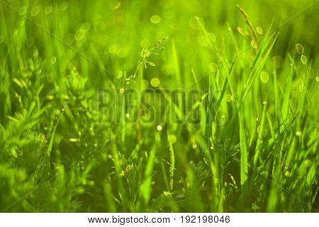 Vivid background of green grass and drops of morning dew