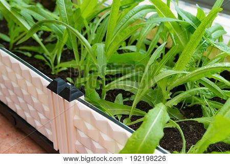 home grown vegetable on balcony horizontal composition