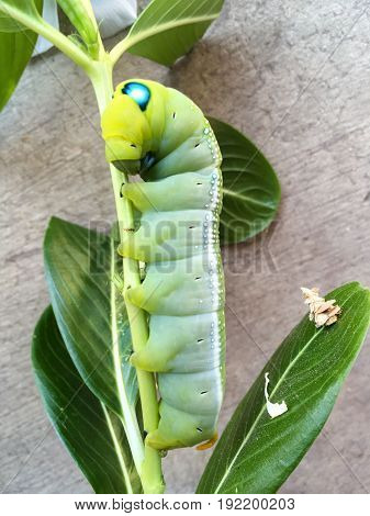 close up green caterpillar on limb , Pergesa acteus