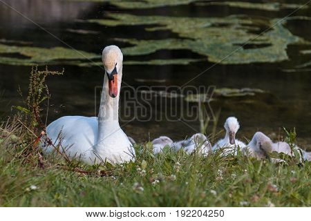White Swan And Gray Ducklings In Lake's Edge