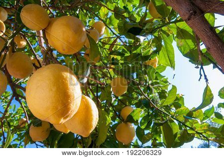 Lemons On Tree