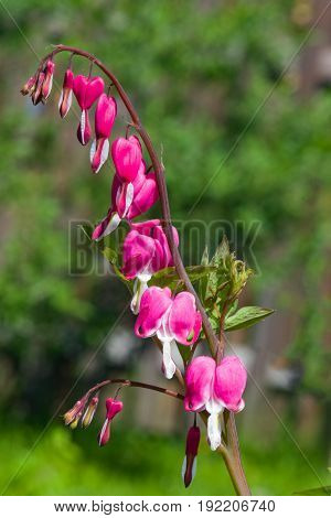 Pacific or Wild Bleeding Heart Dicentra Formosa flowers on stem with bokeh background macro selective focus shallow DOF.