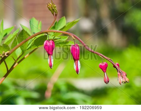 Pacific or Wild Bleeding Heart Dicentra Formosa flowers on stem with bokeh background macro selective focus shallow DOF.
