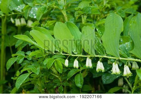 Flowers and buds on blooming polygonatum odoratum angular Solomon's seal close-up selective focus shallow DOF.