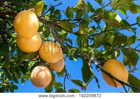 Lemons On Tree