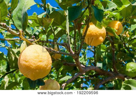 Lemons On Tree