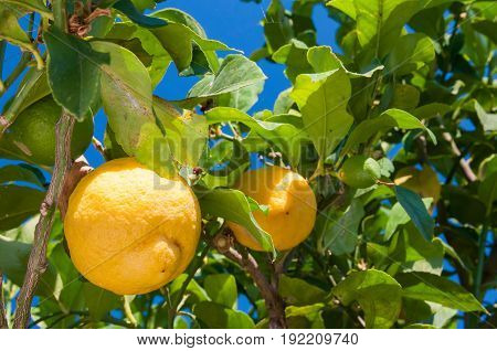 Lemons On Tree