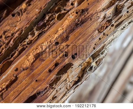 Old wooden beam affected by woodworm. Wood-eating larvae of species of beetle