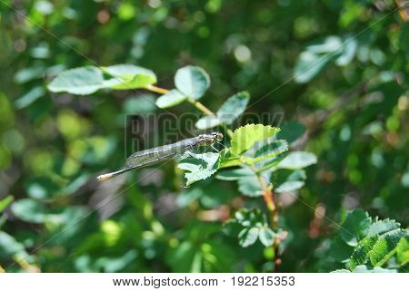 Dragonfly with transparent wings on a rose hips on a sunny day