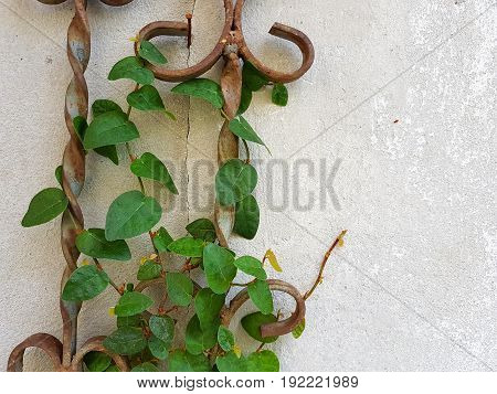 close-up Coatbuttons or Mexican daisy on the rusty iron fence copyspace
