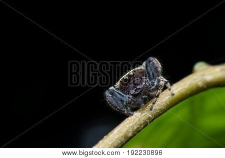 Close up Jumping spider or Rhene flavicomans