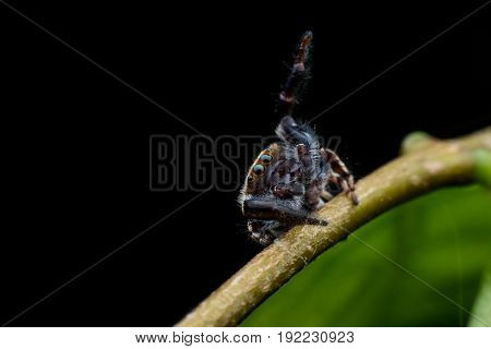 Close up Jumping spider or Rhene flavicomans on stem