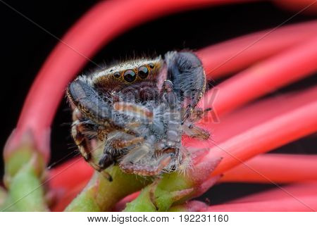 Close up Rhene flavicomans or  jumping spider on red Ixora